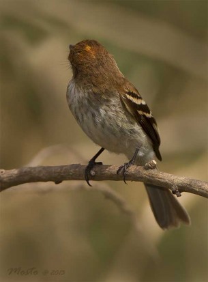 Mosqueta estriada/Bran-colored Flycatcher