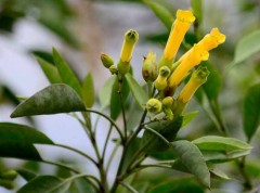 Palán palán/Tree tobacco