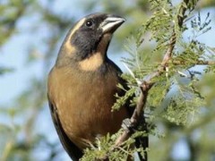 Pepitero de collar/Golden-billed Saltator