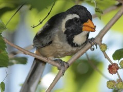 Pepitero de collar/Golden-billed Saltator