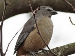 Pepitero gris/Greyish Saltator