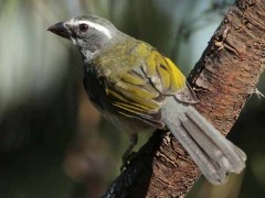 Pepitero verdoso/Green-winged Saltator