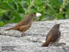 Ratona común/House Wren