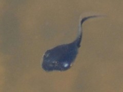 Renacuajo/Tadpole