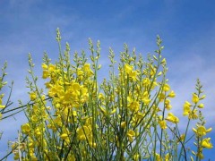 Retama de olor/Spanish broom