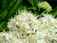 Saúco/Austral elder