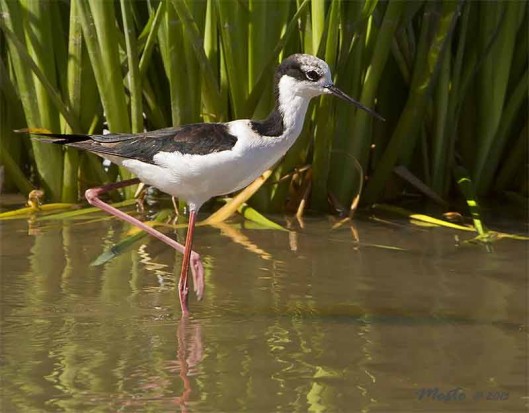 Tero real/Black-necked Stilt