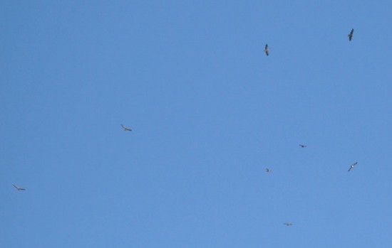 Aguilucho langostero/Swainson's Hawk