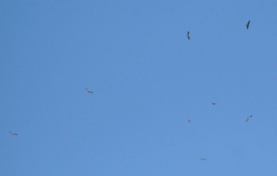 Aguilucho langostero/Swainson's Hawk