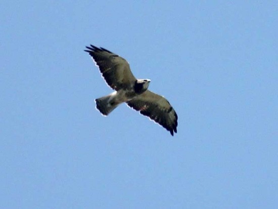 Aguilucho langostero/Swainson's Hawk