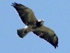 Aguilucho langostero/Swainson's Hawk