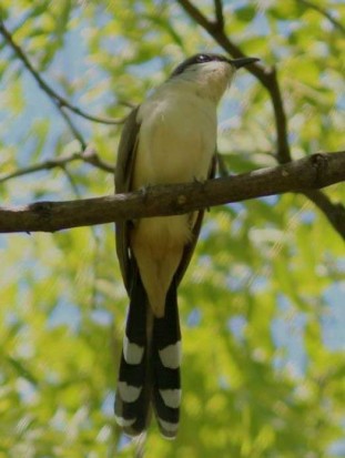 Cuclillo canela/Dark-billed Cuckoo