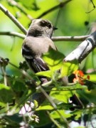 Fiofío silbón/White-crested Elaenia