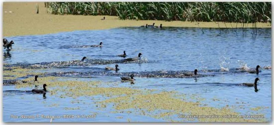 Acuáticas/Waterbirds