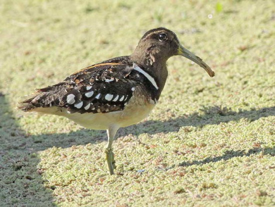 Aguatero/South American Painted-Snipe