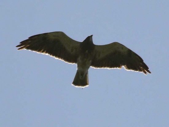 Aguilucho langostero/Swainson's Hawk