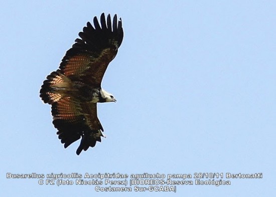 Aguilucho pampa/Black-collared Hawk