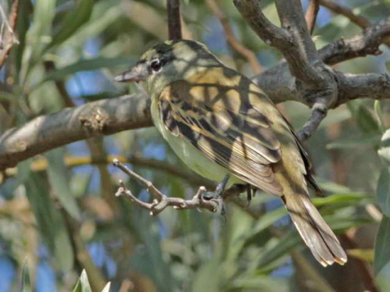 Anambé común/White-winged Becard