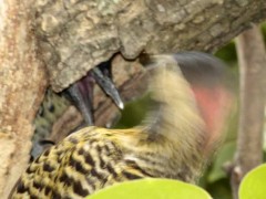 Carpintero realR/Green-barred WoodpeckerB