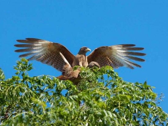 Chimango/Chimango Caracara