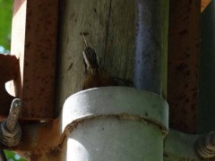 Chinchero chico/Narrow-billed Woodcreeper