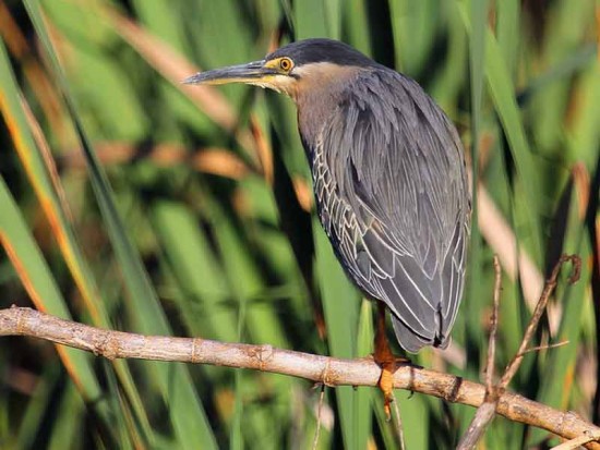 Garcita azulada/Striated Heron