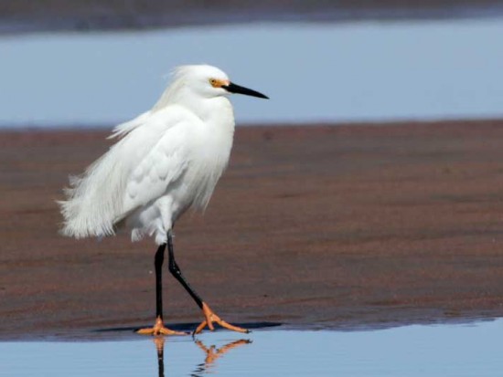 Garcita blanca/Snowy Egret