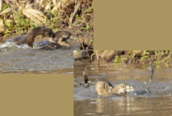 Macá pico grueso/Pied-billed Grebe