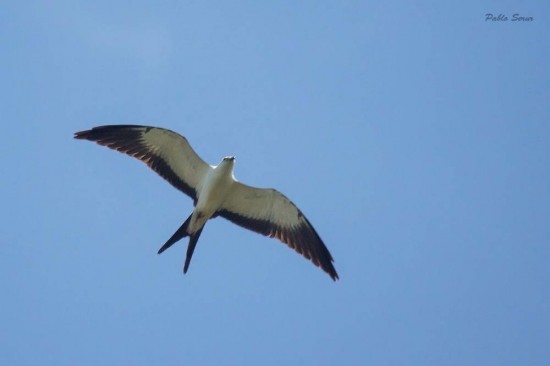 Milano tijereta/Swallow-tailed Kite