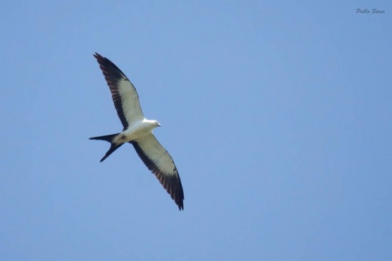 Milanto tijereta/Swallowed-tailed Kite