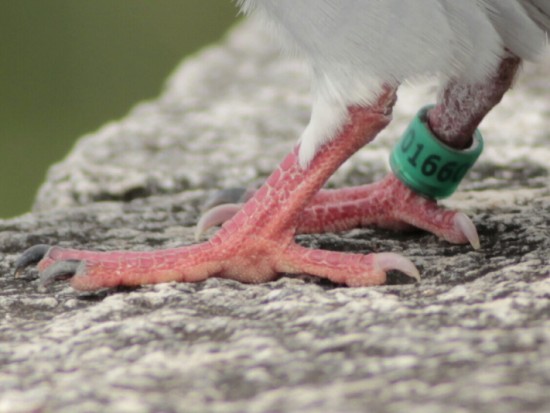 Paloma mensajera/Homing Pigeon