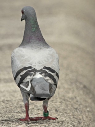 Paloma mensajera/Homing Pigeon