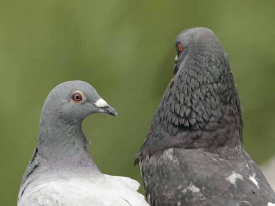 Paloma mensajera/Homing pigeon