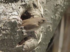 Ratona común/House Wren