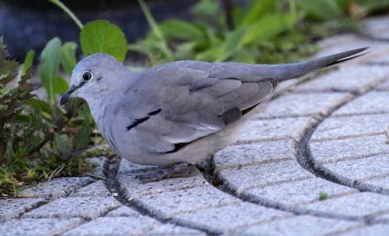 Torcacita común/Picui Ground-Dove