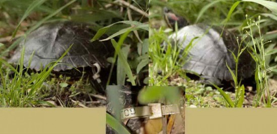 Tortuga orejas rojas/Red-eared Slider