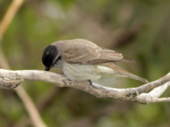 Tuquito gris/Crowned Slaty-Flycatcher