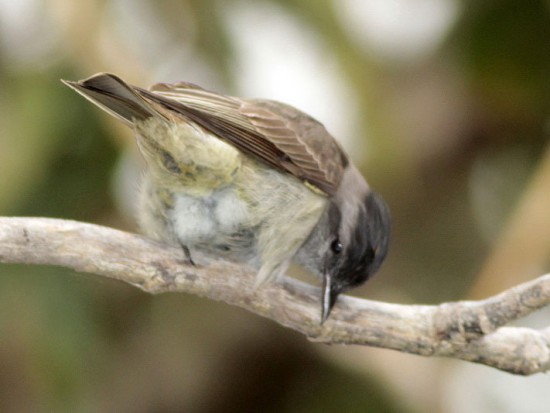 Tuquito gris/Crowned Slaty-Flycatcher