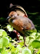 Chiricote/Grey-necked Wood-Rail