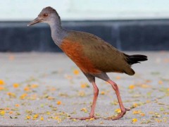 Chiricote J/Grey-necked Wood-Rail J