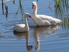 Coscoroba/Coscoroba Swan