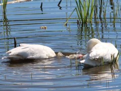 Coscoroba/Coscorba Swan