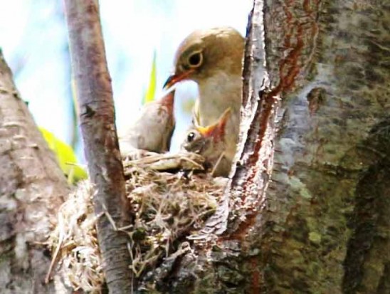 Fiofío pico corto/Small-billed Elaenia