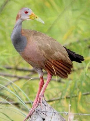 Ipacaá/Giant Wood-Rail