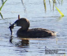 Macá pico grueso/Pied-billed Grebe