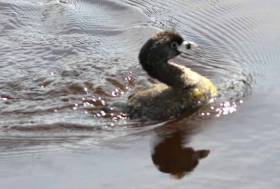 Macá pico grueso/Pied-billed Grebe