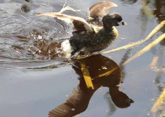 Macá pico grueso/Pied-billed Grebe