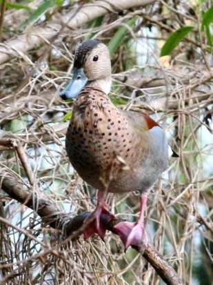 Pato de collar M/Ringed Teal M