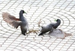 Pollona pintada/Spot-flanked Gallinule