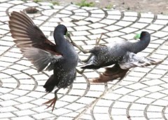 Pollona pintada/Spot-flanked Gallinule